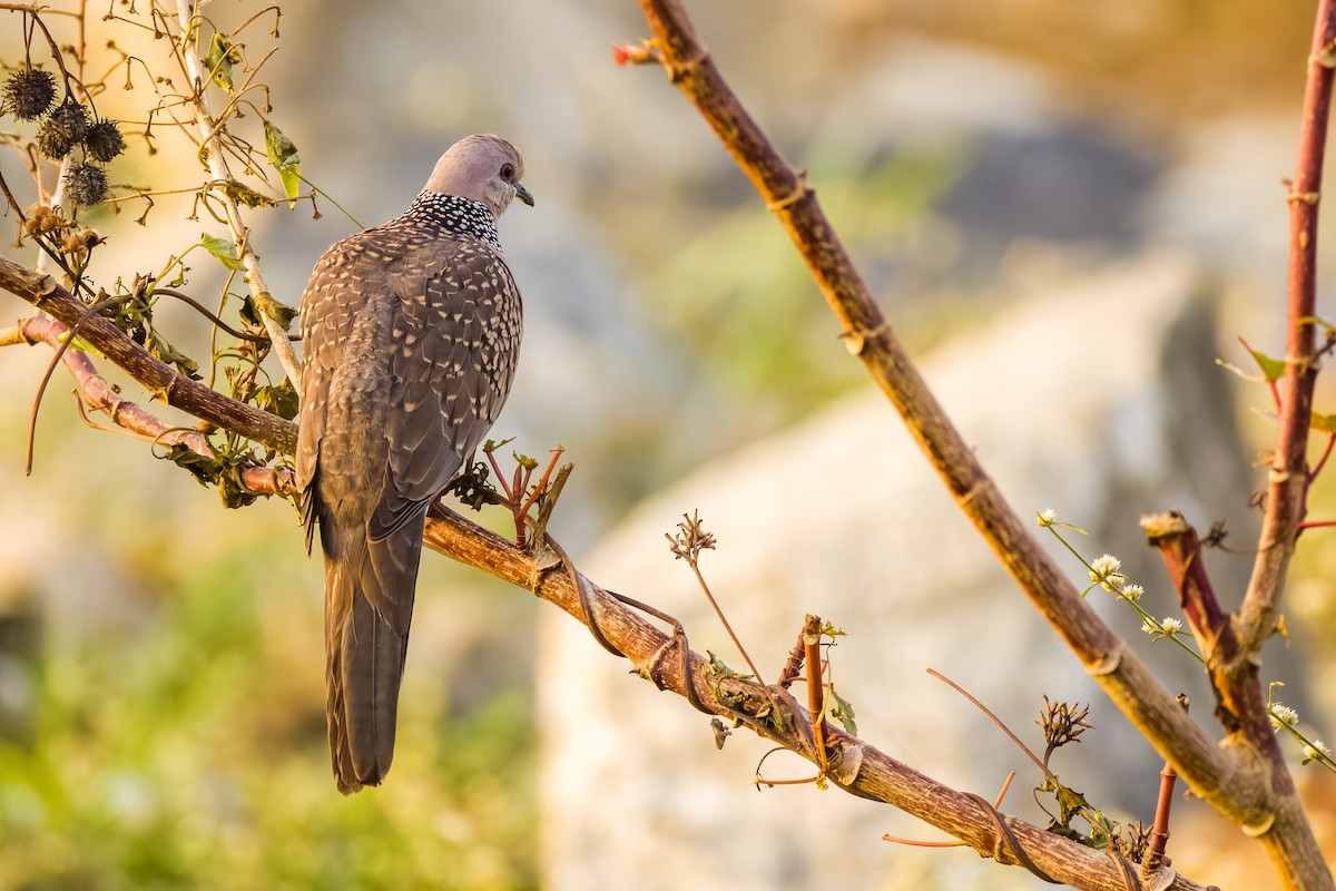 Spotted Dove - ML646507977
