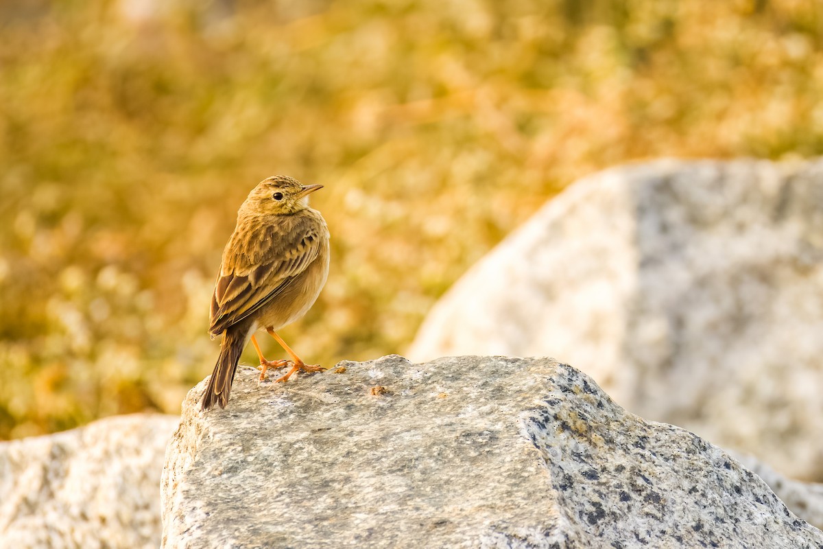 Paddyfield Pipit - ML646507979