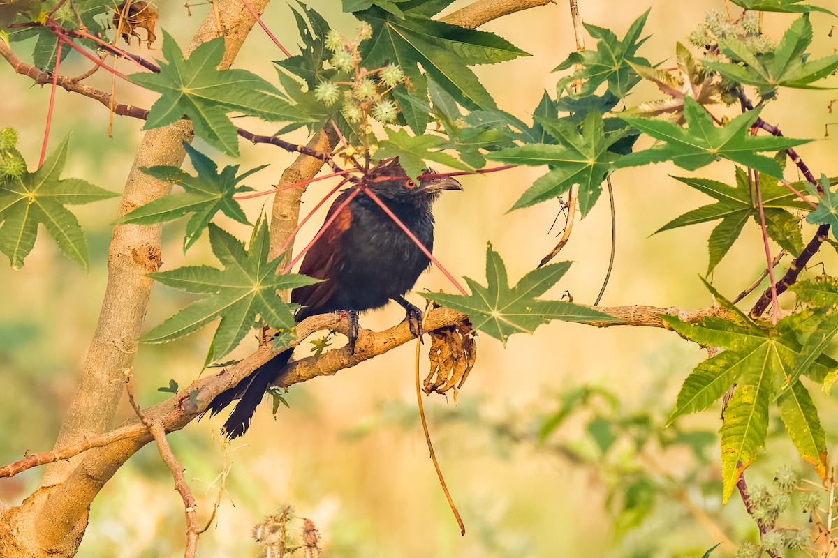 Greater Coucal - ML646507980