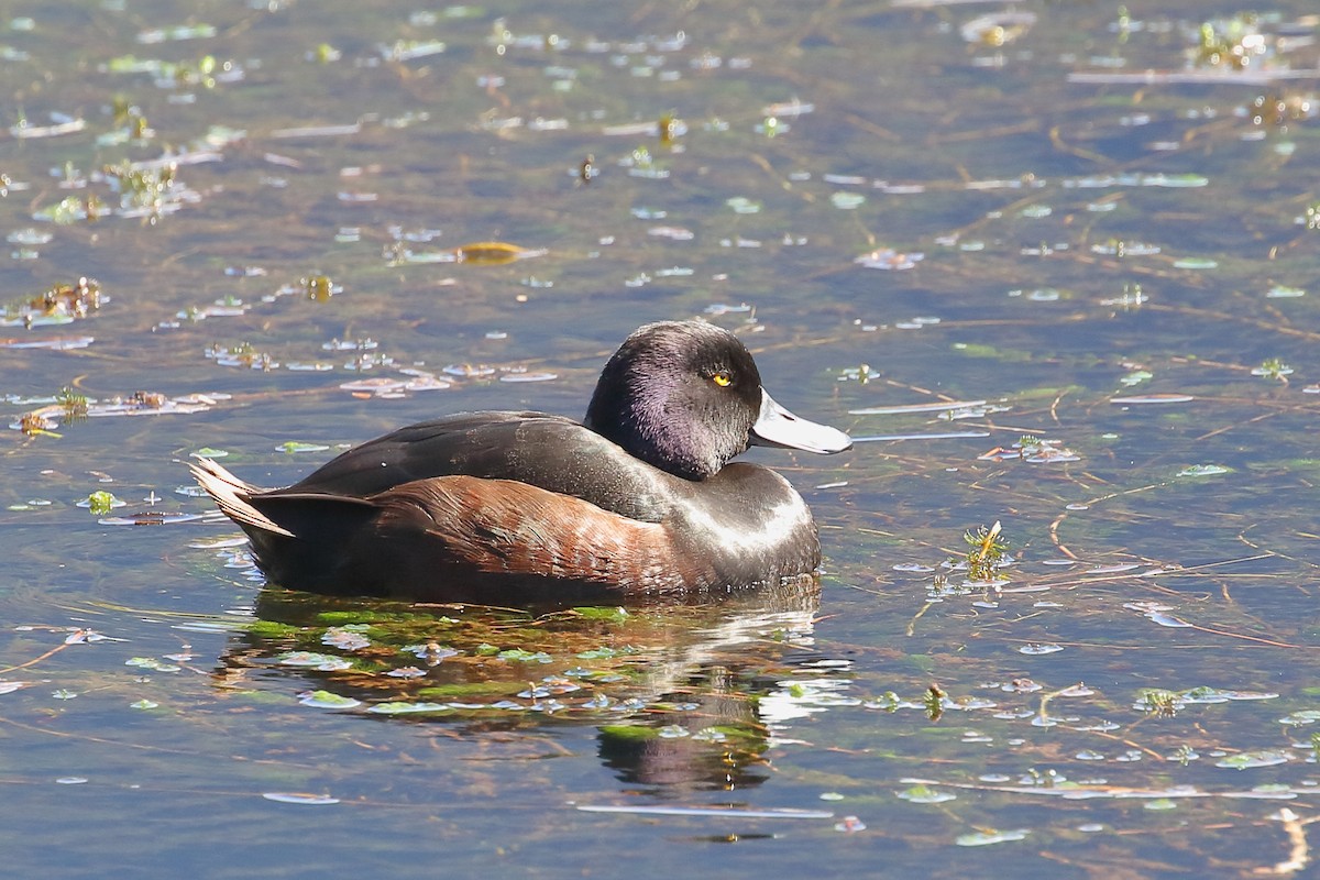 Porrón Maorí - ML646507981