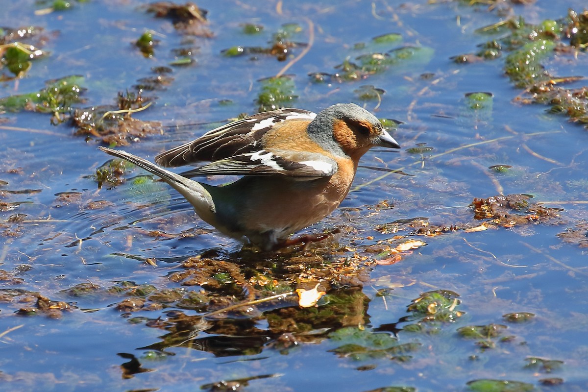 Pinzón Vulgar - ML646507982