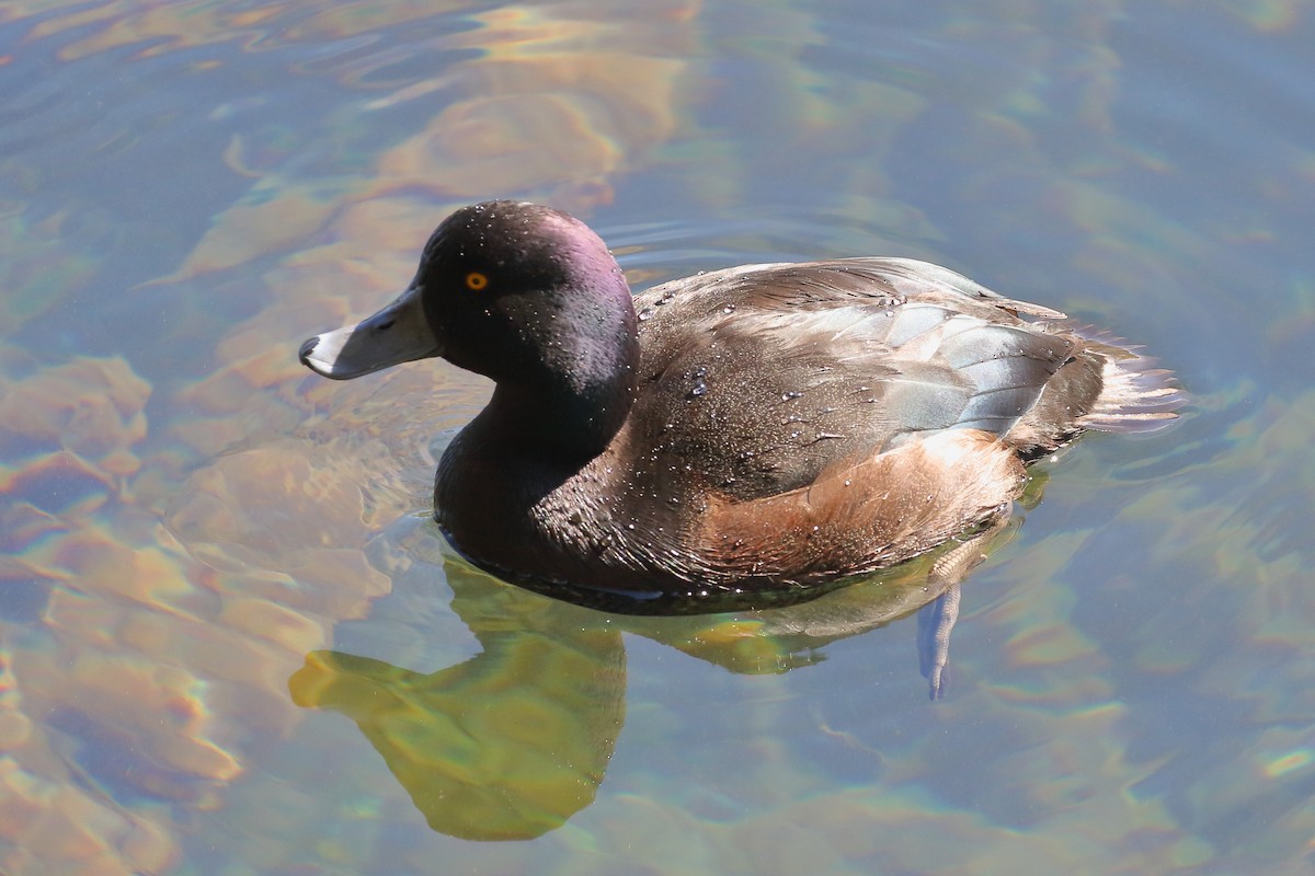 Porrón Maorí - ML646507983