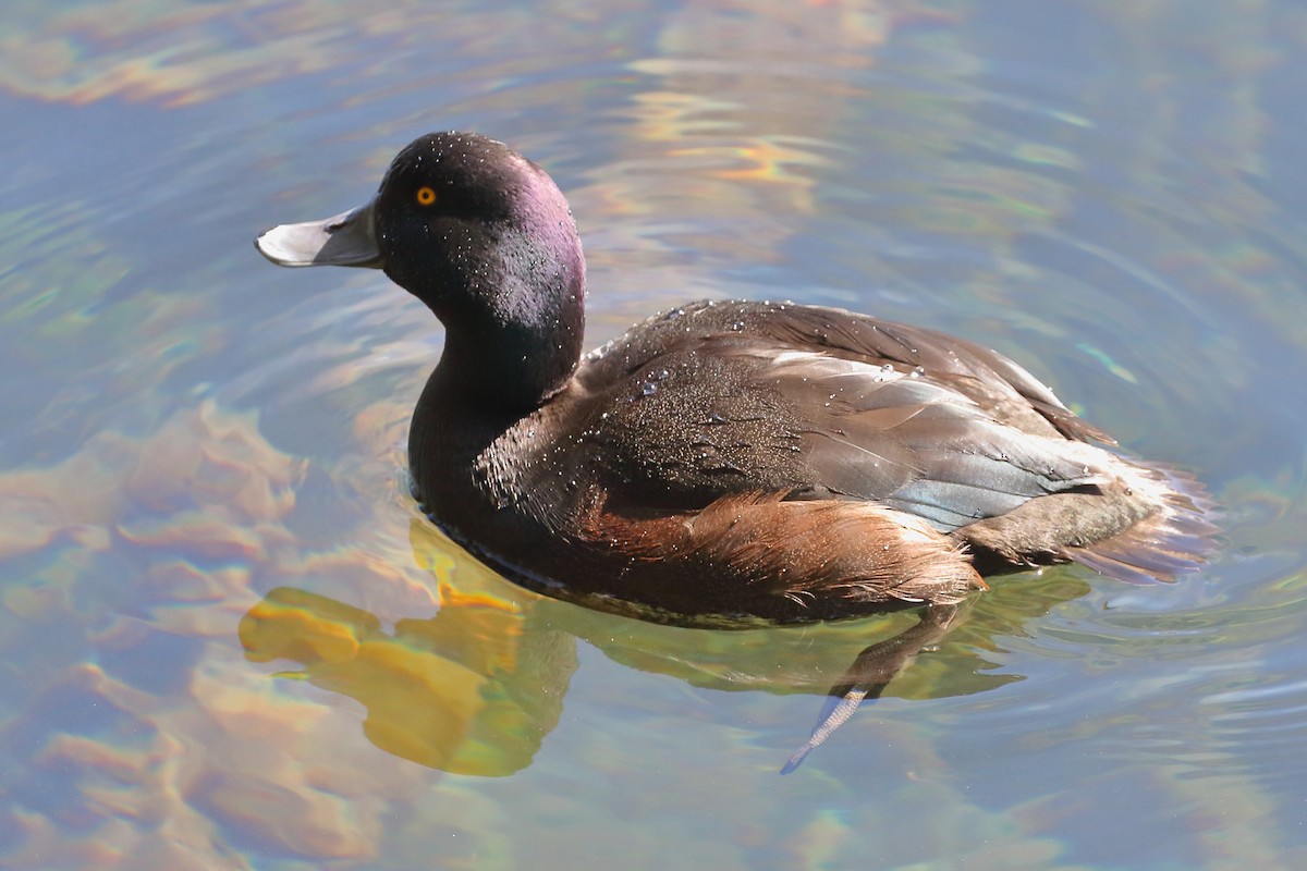 Porrón Maorí - ML646507984