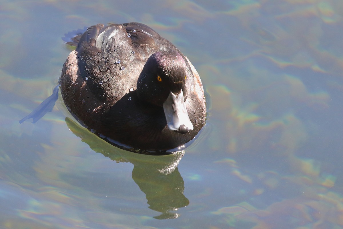 Porrón Maorí - ML646507985