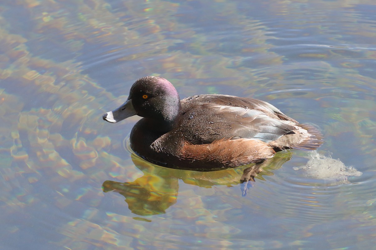 Porrón Maorí - ML646507986