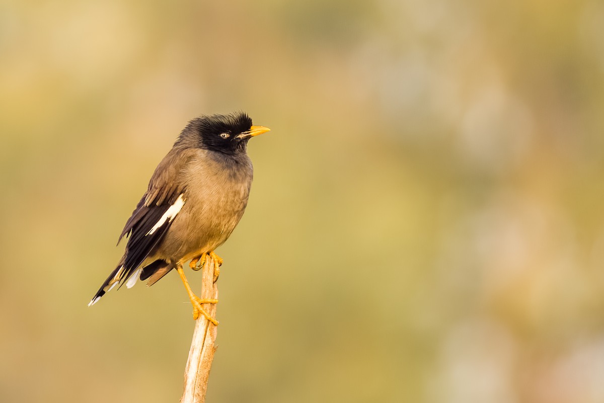 Jungle Myna - ML646507990