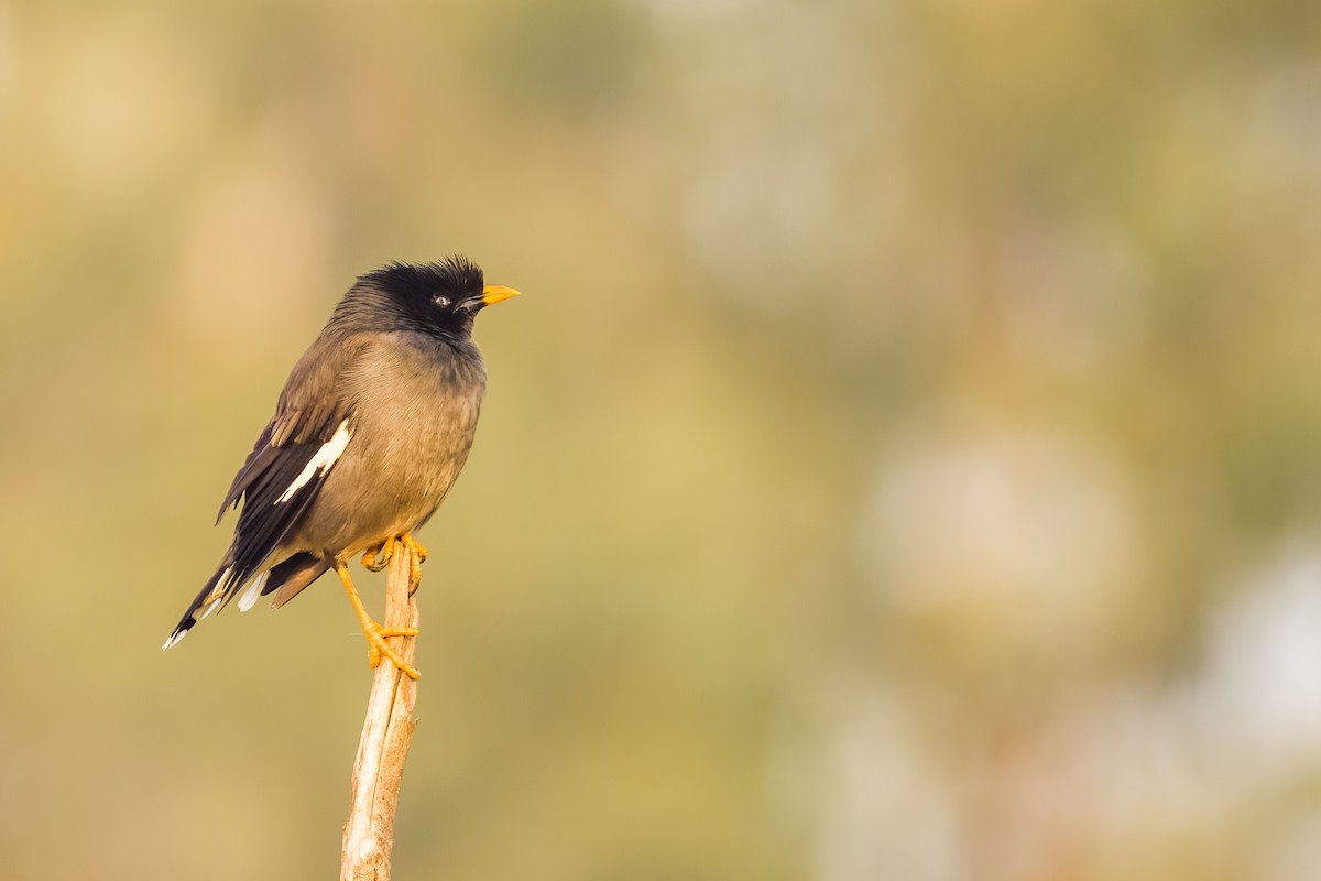 Jungle Myna - ML646507991