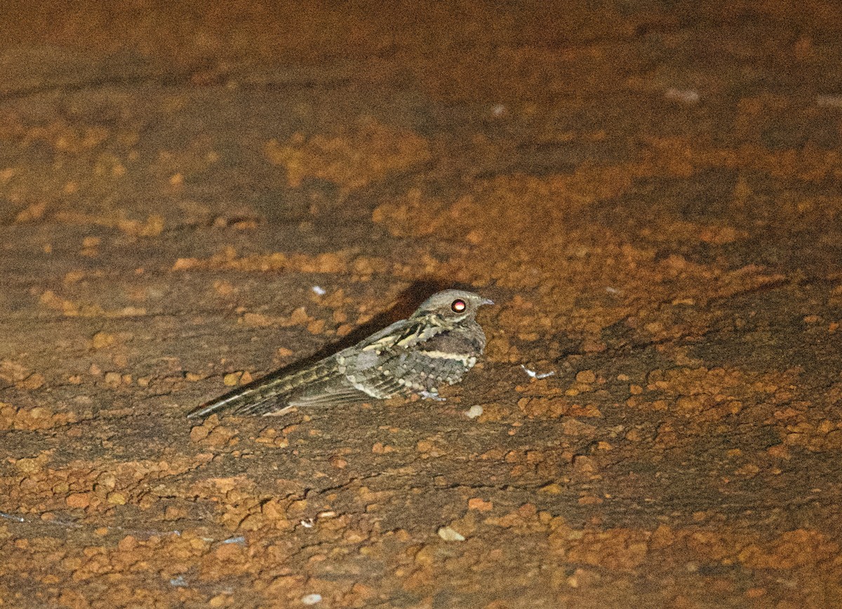 Long-tailed Nightjar - ML646507992