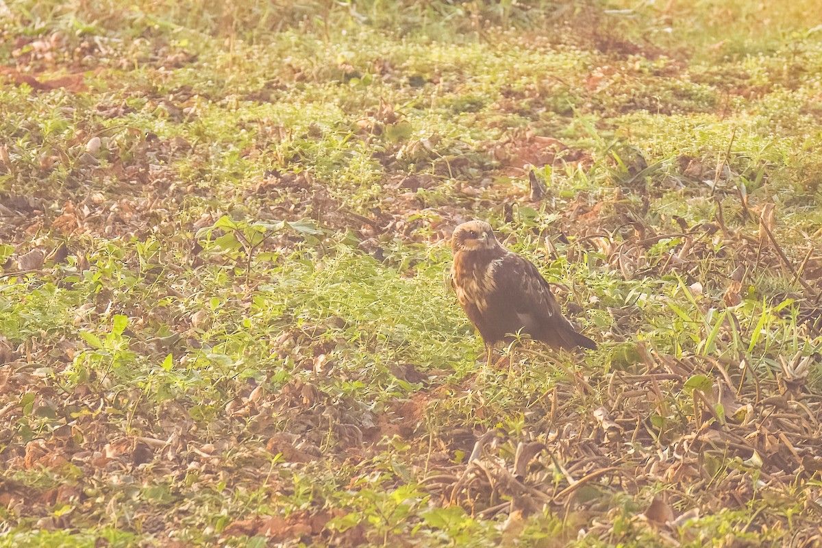 Western Marsh Harrier - ML646507994