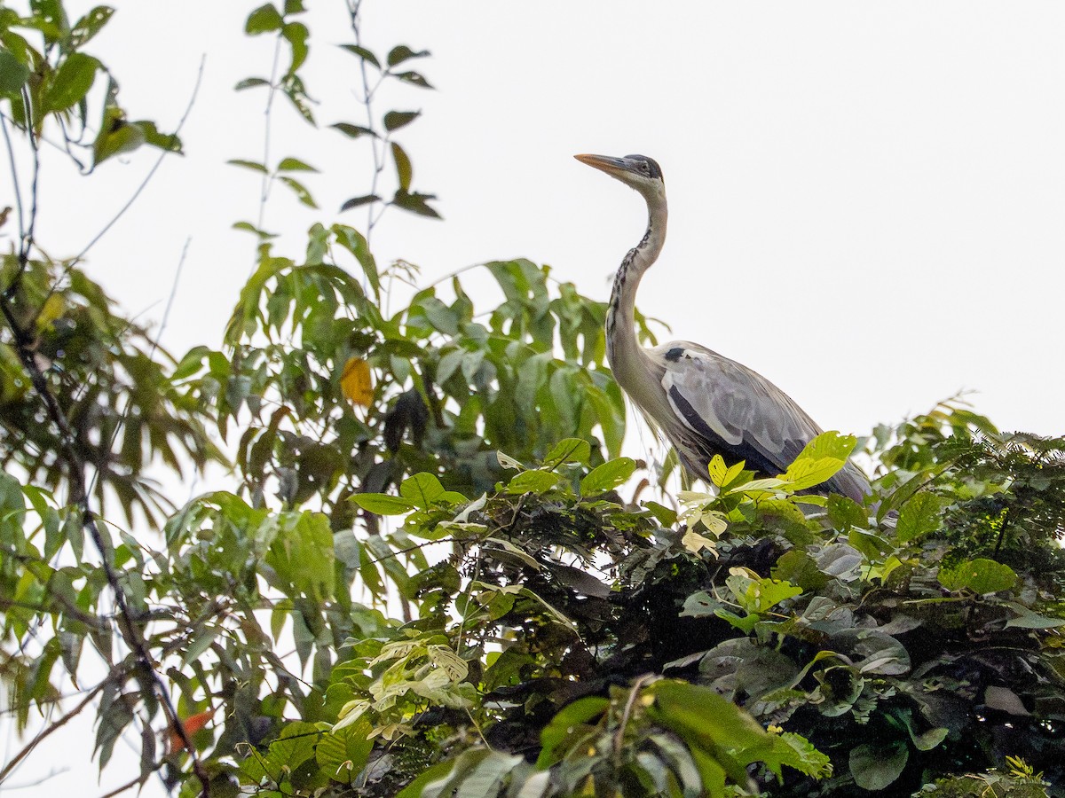 Cocoi Heron - ML646507998