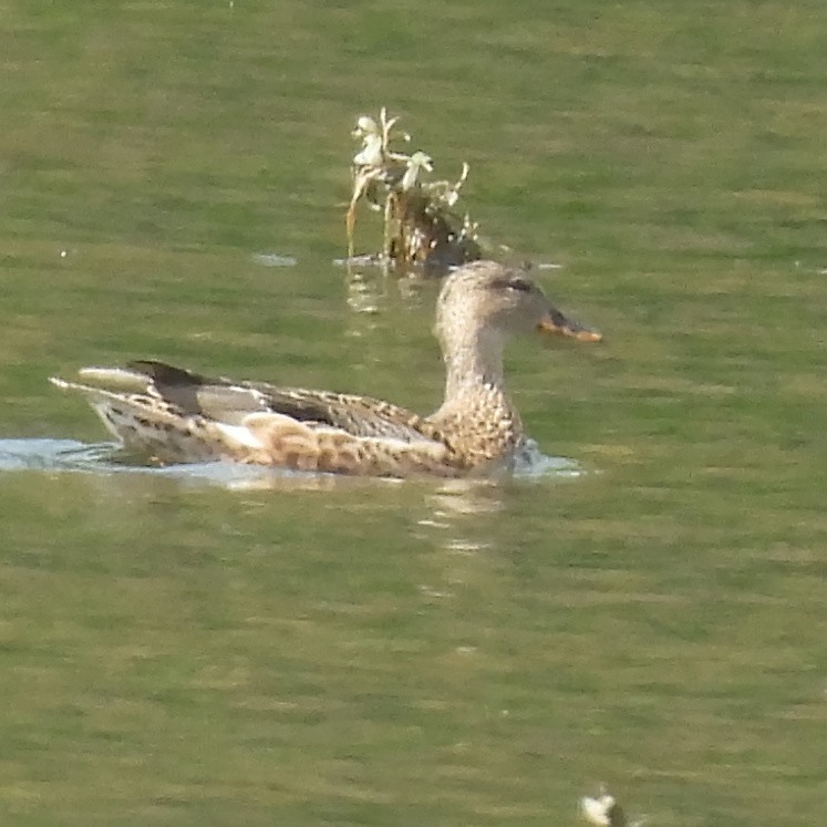 Boz Ördek - ML646507999