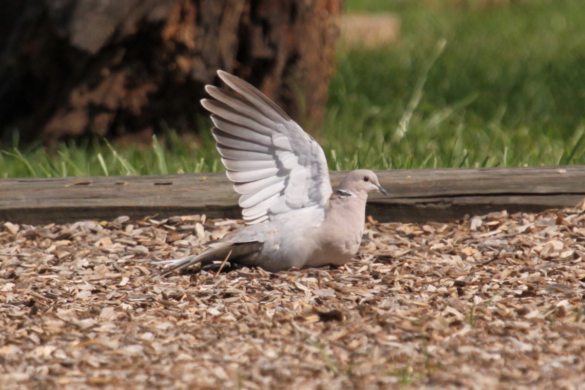 Eurasian Collared-Dove - ML646508000