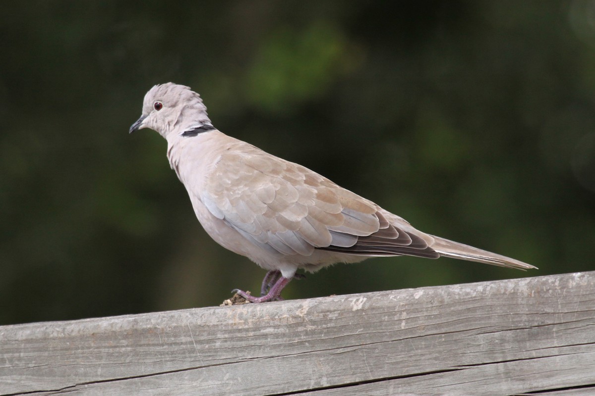 Eurasian Collared-Dove - ML646508002