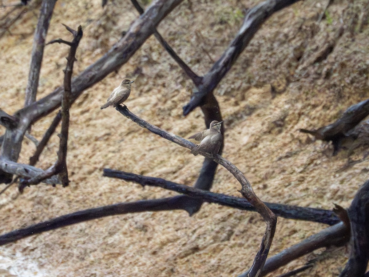 Drab Water Tyrant - ML646508006