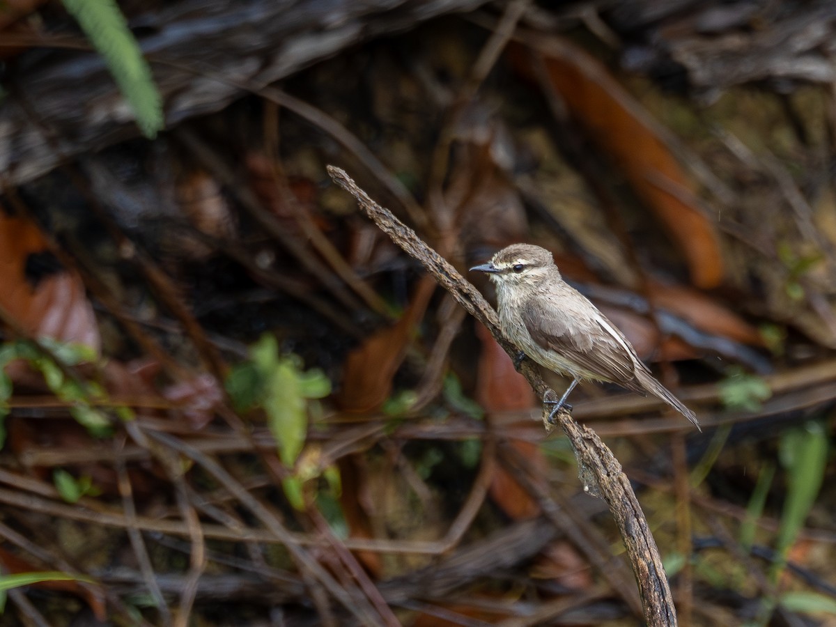 Drab Water Tyrant - ML646508007