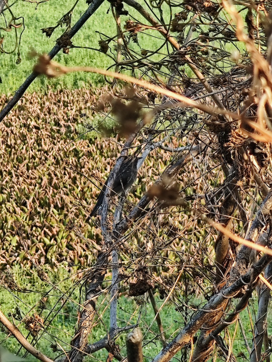 Gray-bellied Cuckoo - ML646508008