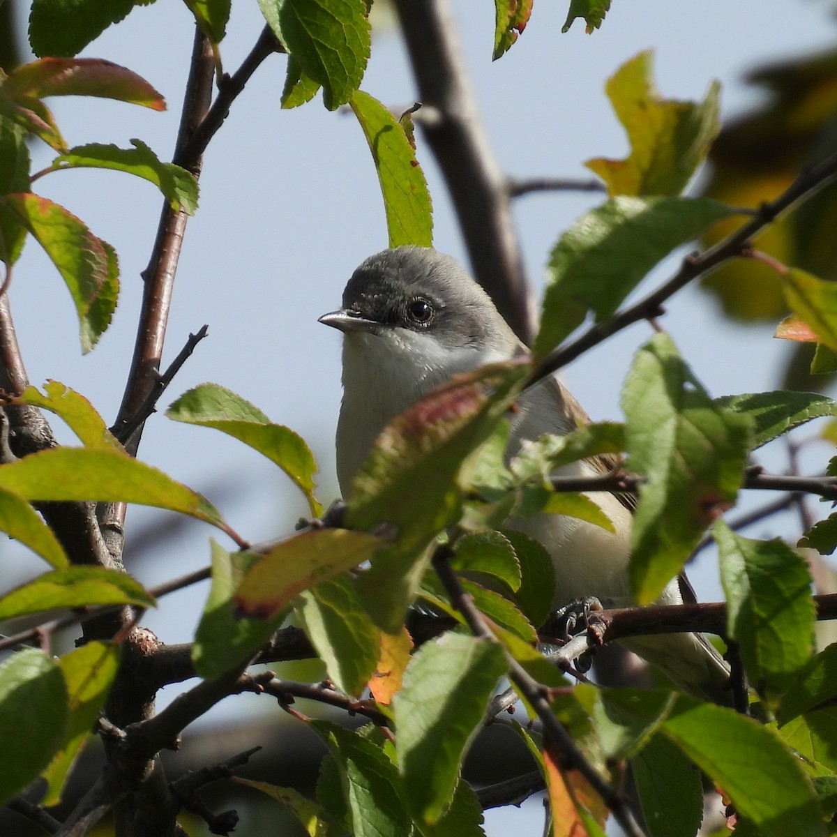 Küçük Ak Gerdanlı Ötleğen - ML646508009