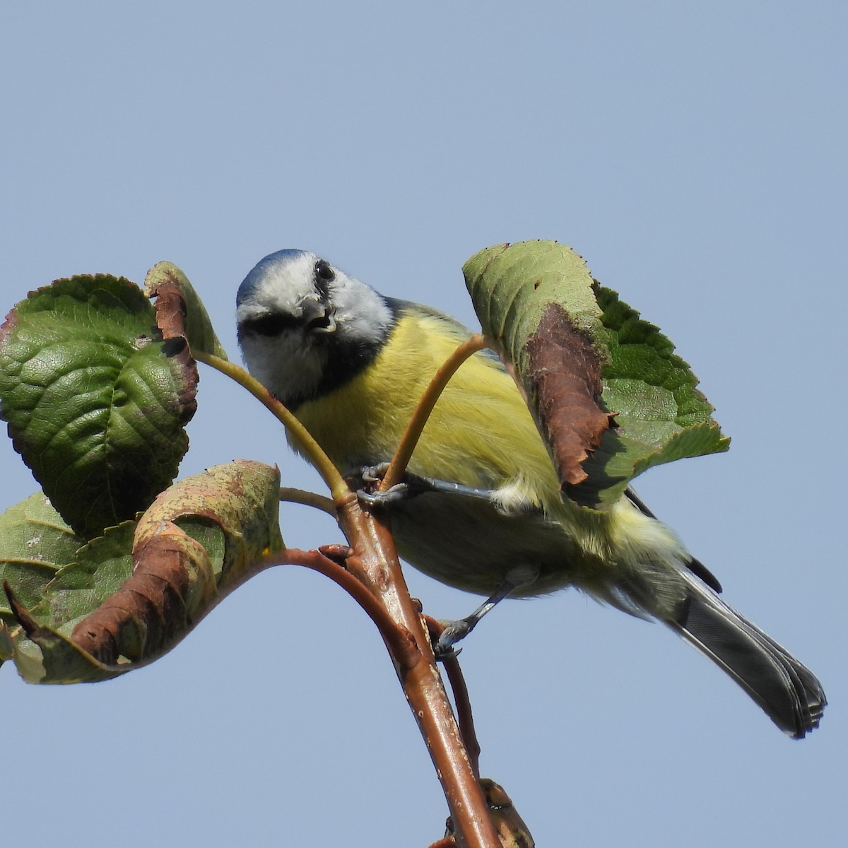 Mavi Baştankara - ML646508011