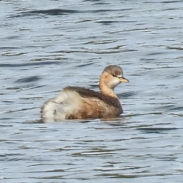 Küçük Batağan - ML646508012