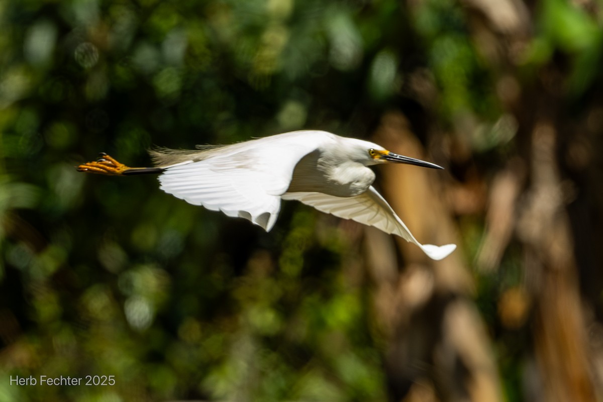 Little Egret (Dimorphic) - ML646508014
