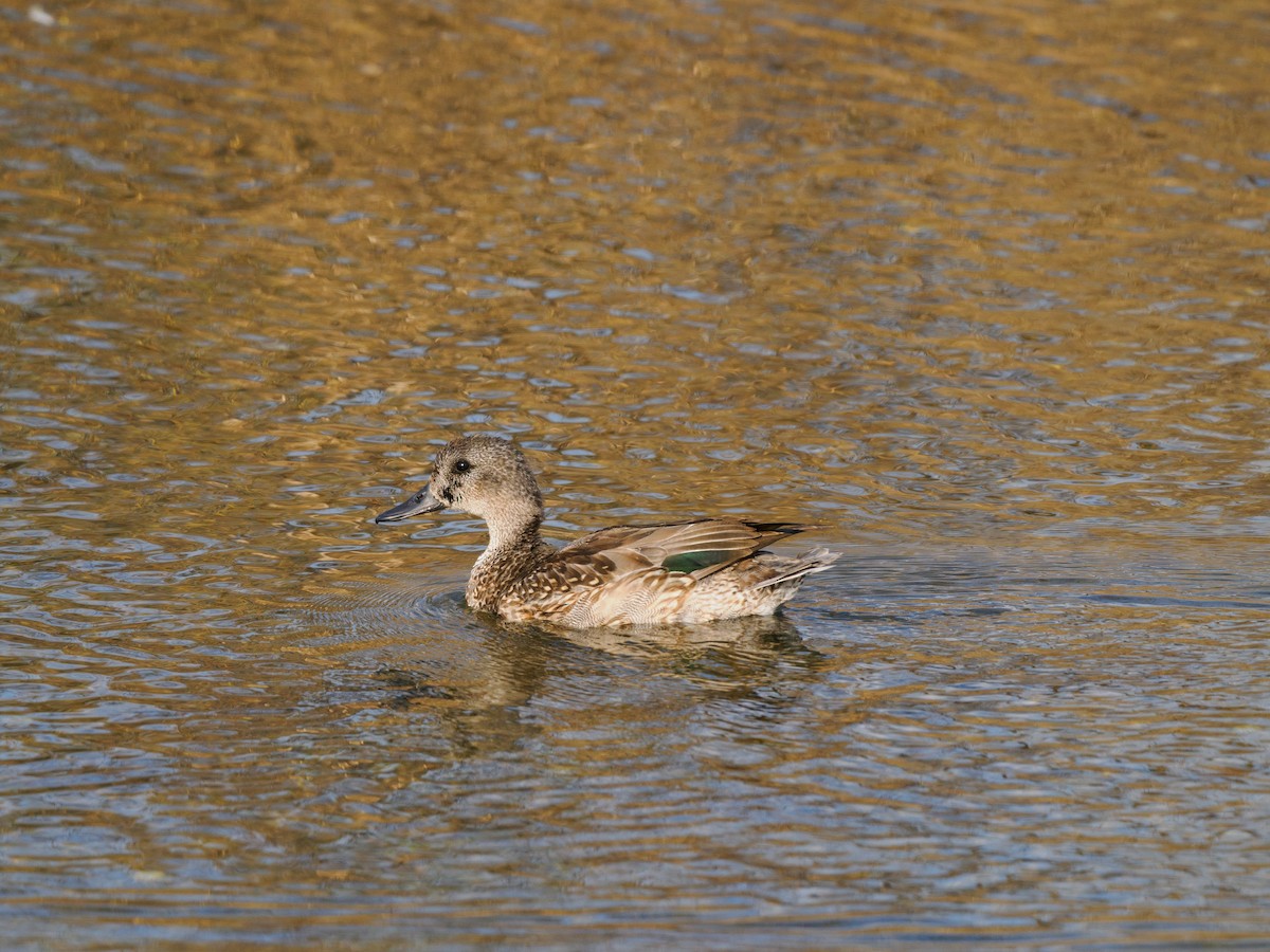 Falcated Duck - ML646508015