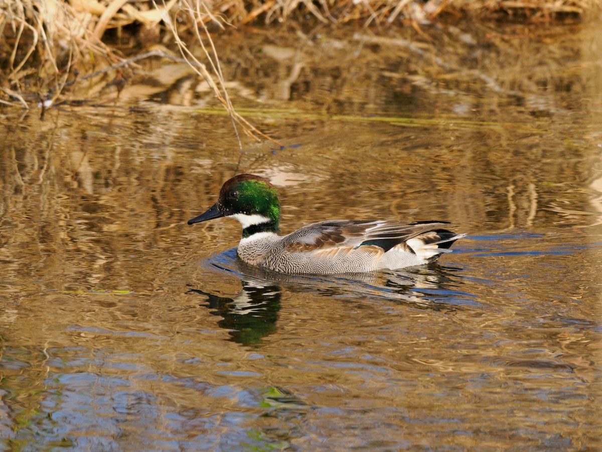 Falcated Duck - ML646508016