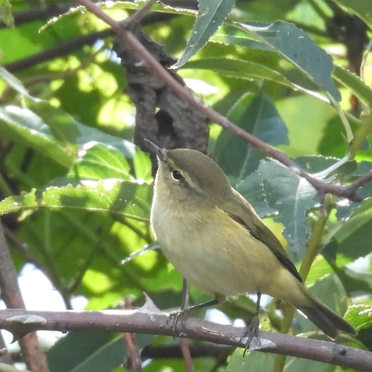 Çıvgın - ML646508018