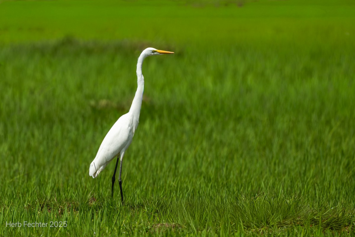 Great Egret (African) - ML646508019
