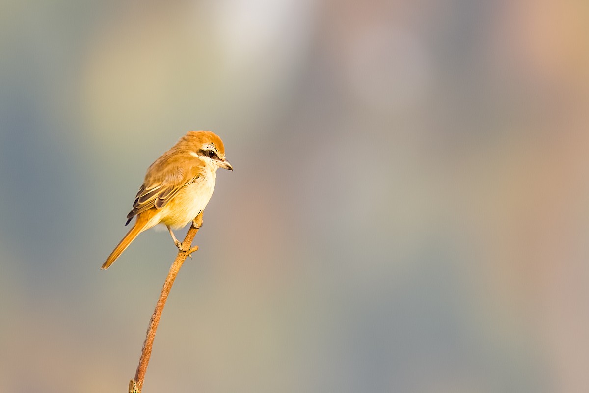 Brown Shrike - ML646508020