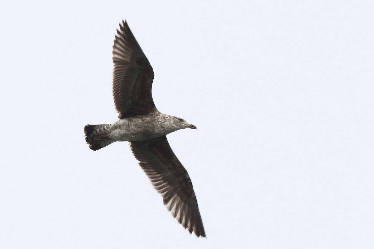 Gaviota Cocinera - ML646508023