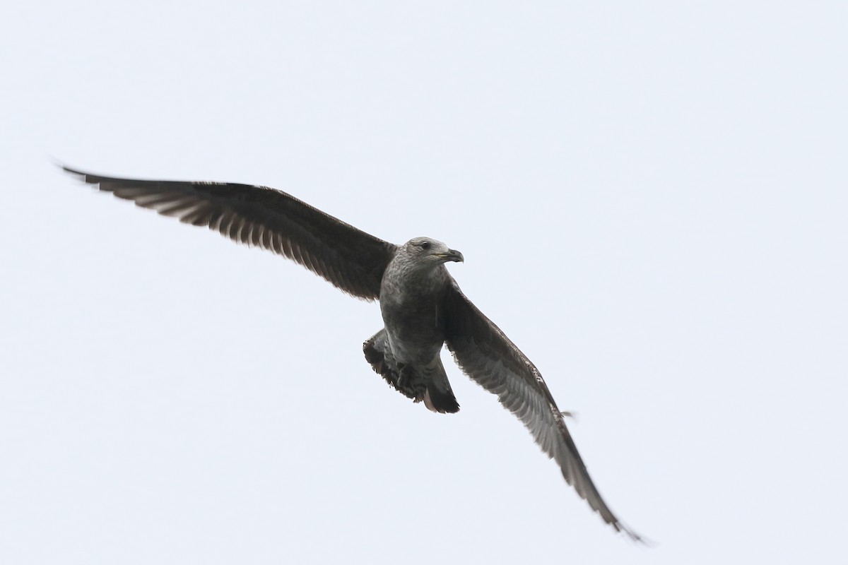 Gaviota Cocinera - ML646508024