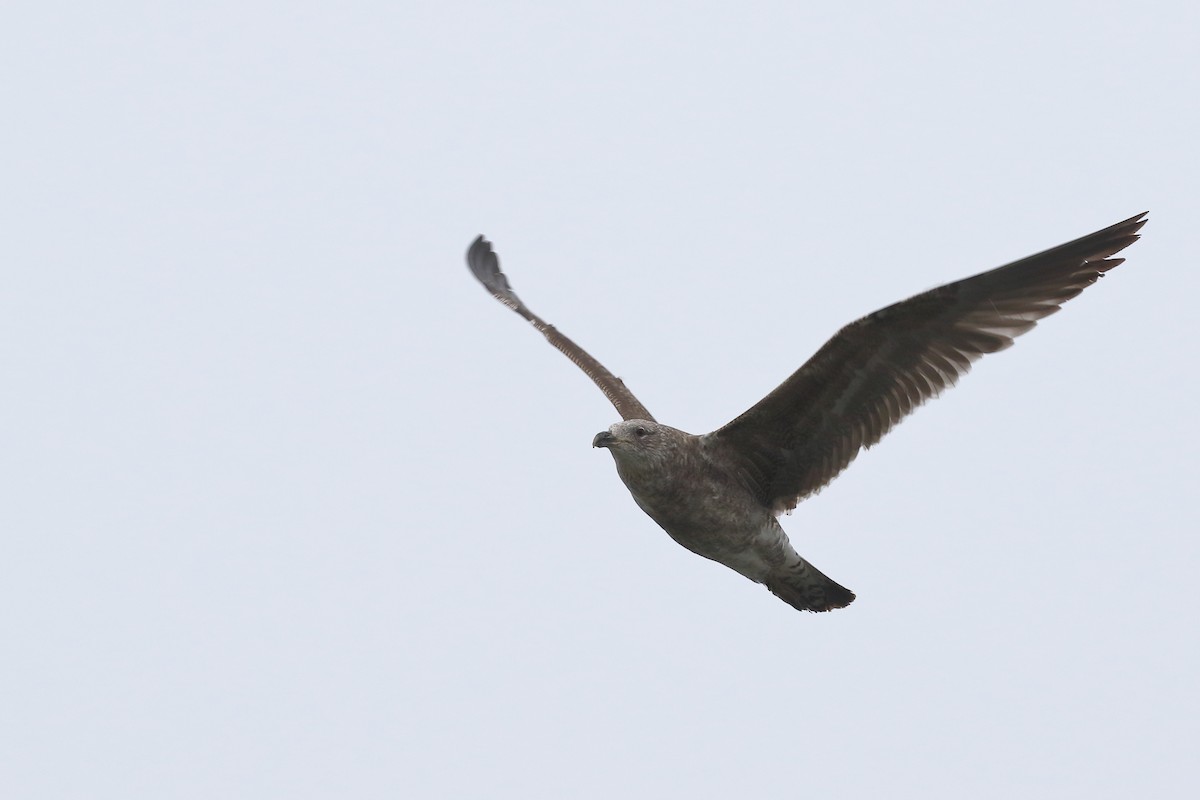 Gaviota Cocinera - ML646508025