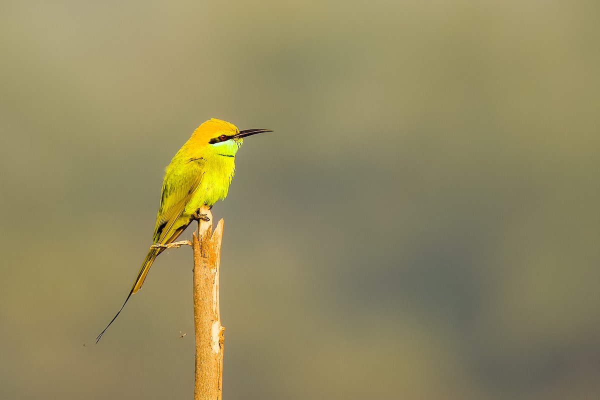 Asian Green Bee-eater - ML646508030