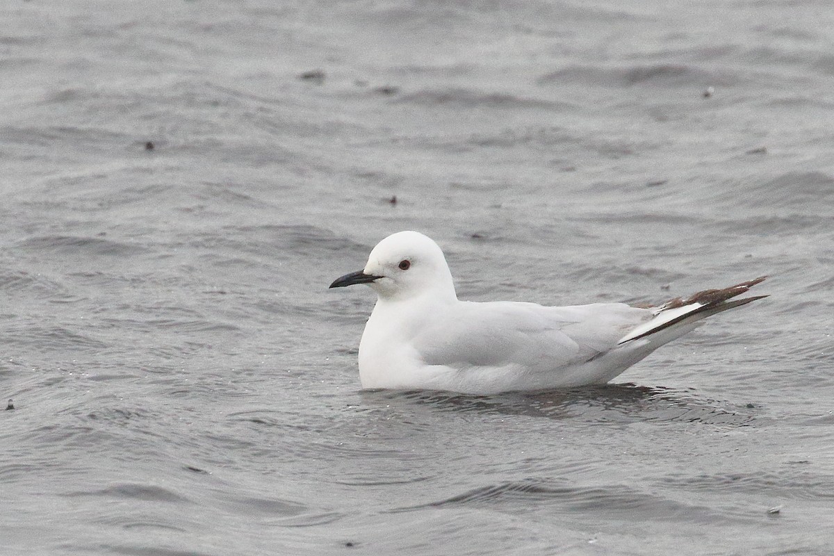 Gaviota Maorí - ML646508032