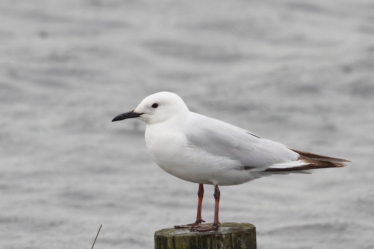 Gaviota Maorí - ML646508033