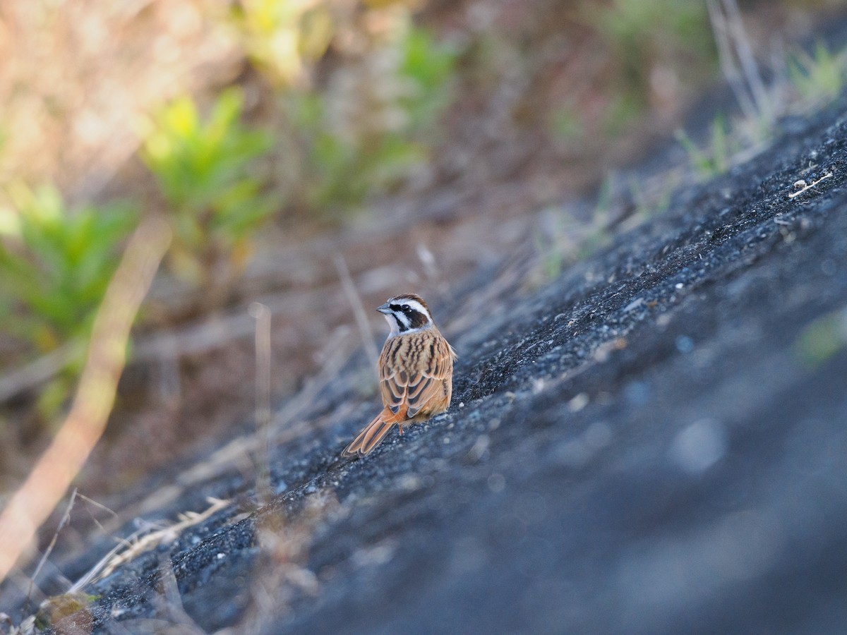 Meadow Bunting - ML646508034