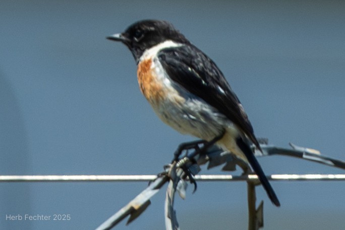 African Stonechat (Madagascar) - ML646508035