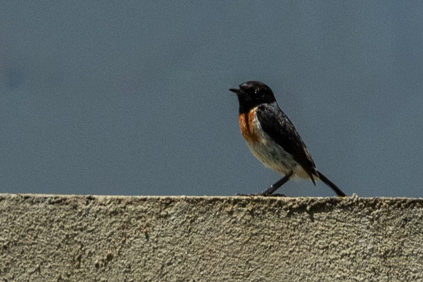 African Stonechat (Madagascar) - ML646508036