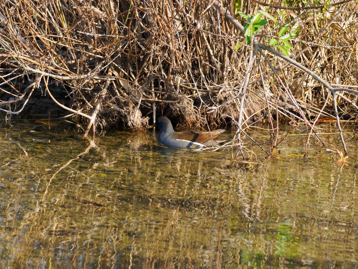 Eurasian Moorhen - ML646508039