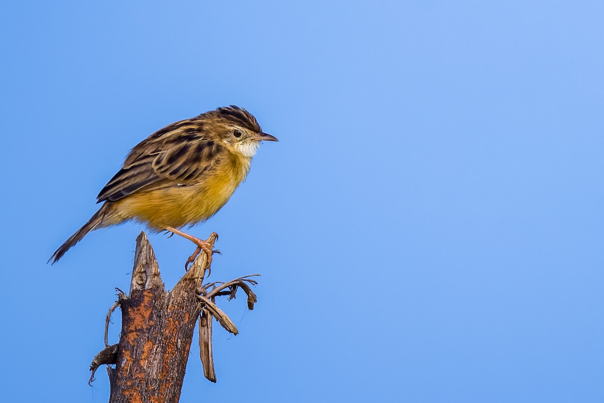 Zitting Cisticola - ML646508040