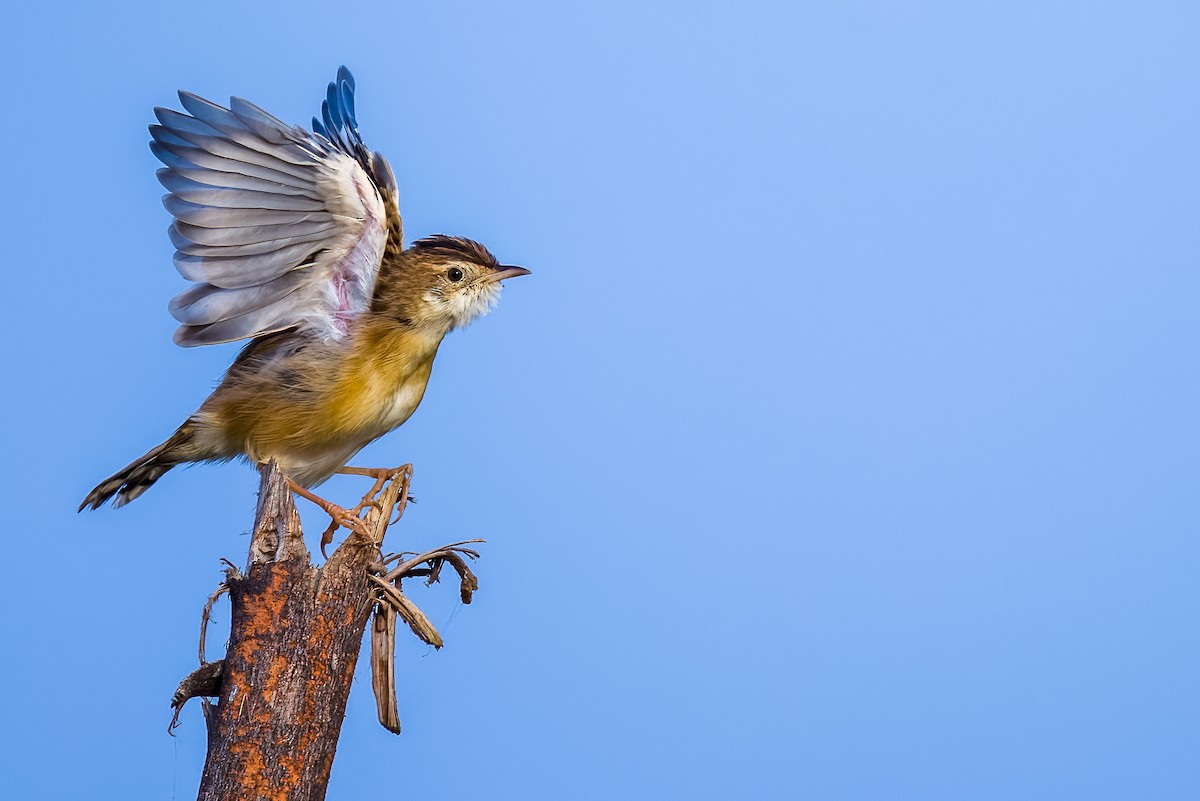Zitting Cisticola - ML646508041