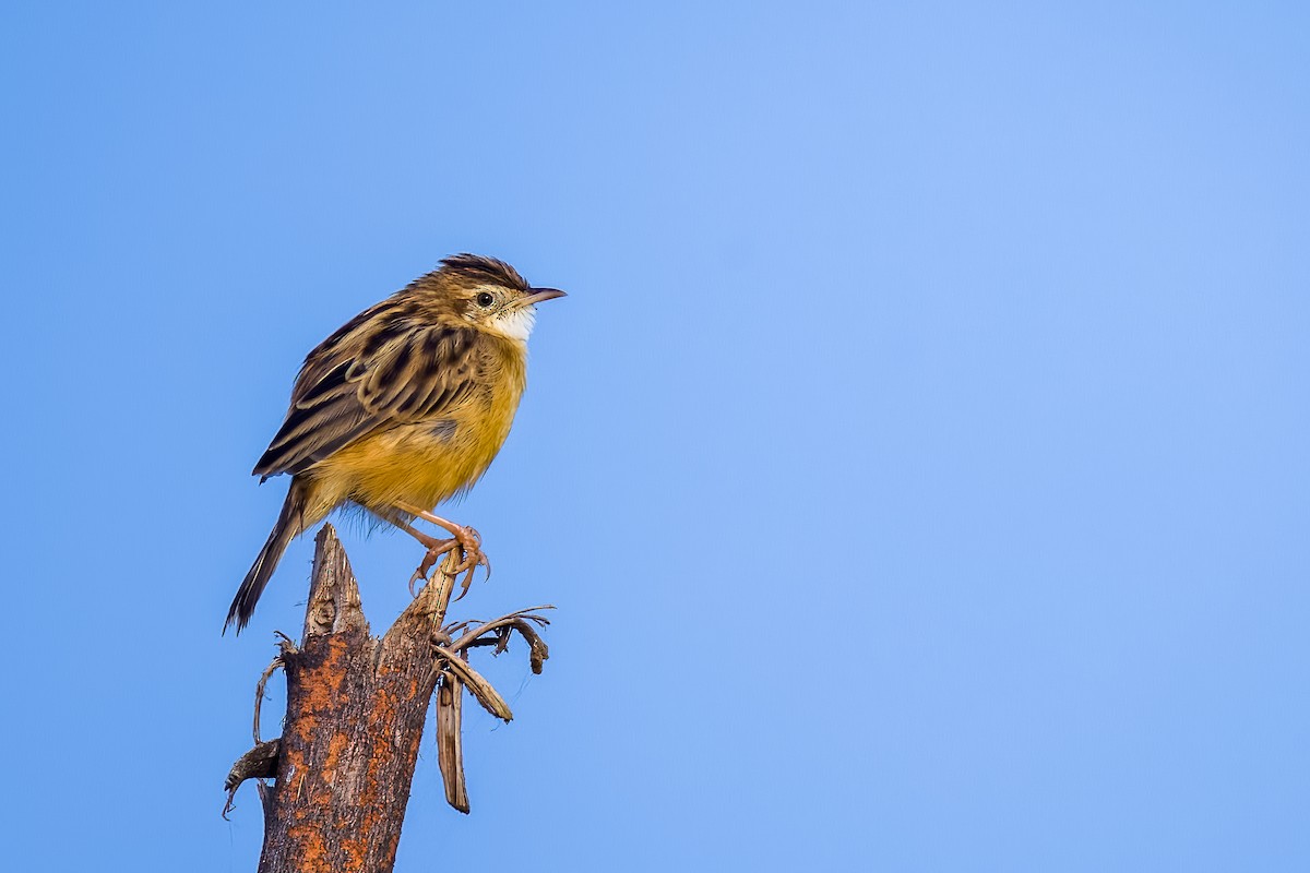 Zitting Cisticola - ML646508042