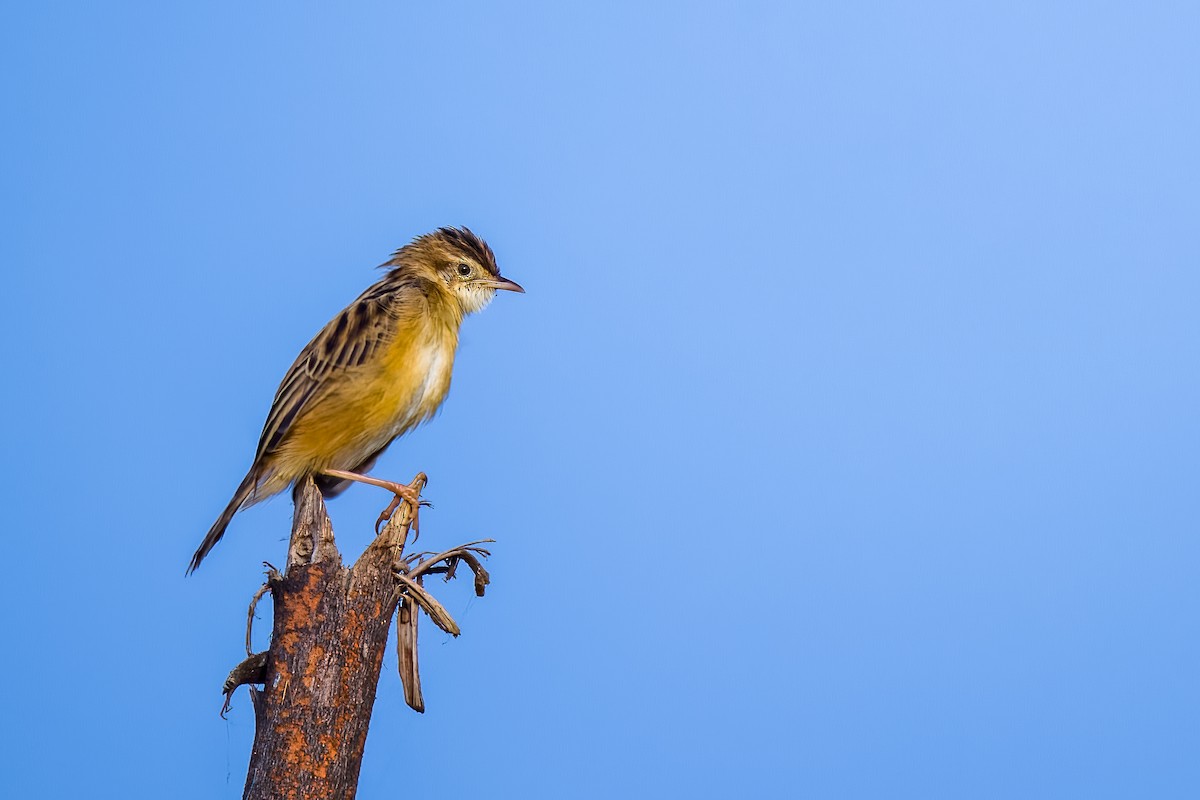 Zitting Cisticola - ML646508043