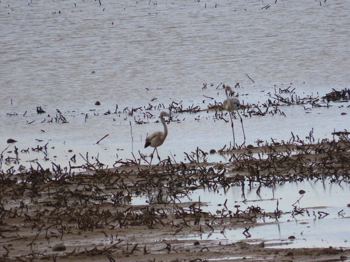 Greater Flamingo - ML646508044