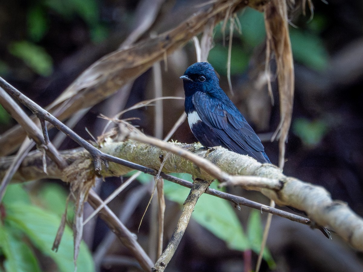 White-banded Swallow - ML646508045