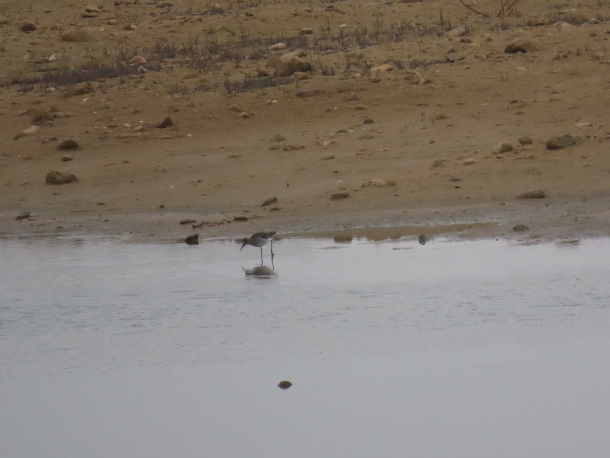 vodouš bahenní - ML646508046