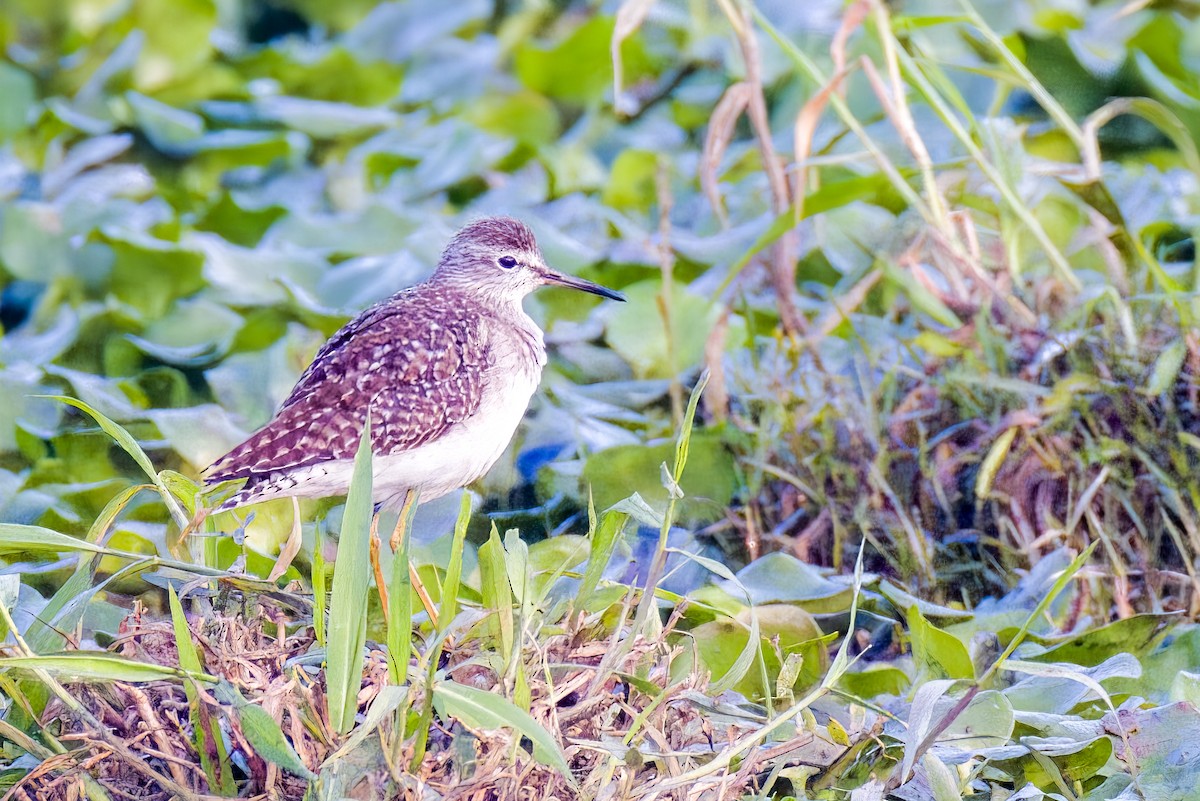 vodouš bahenní - ML646508047