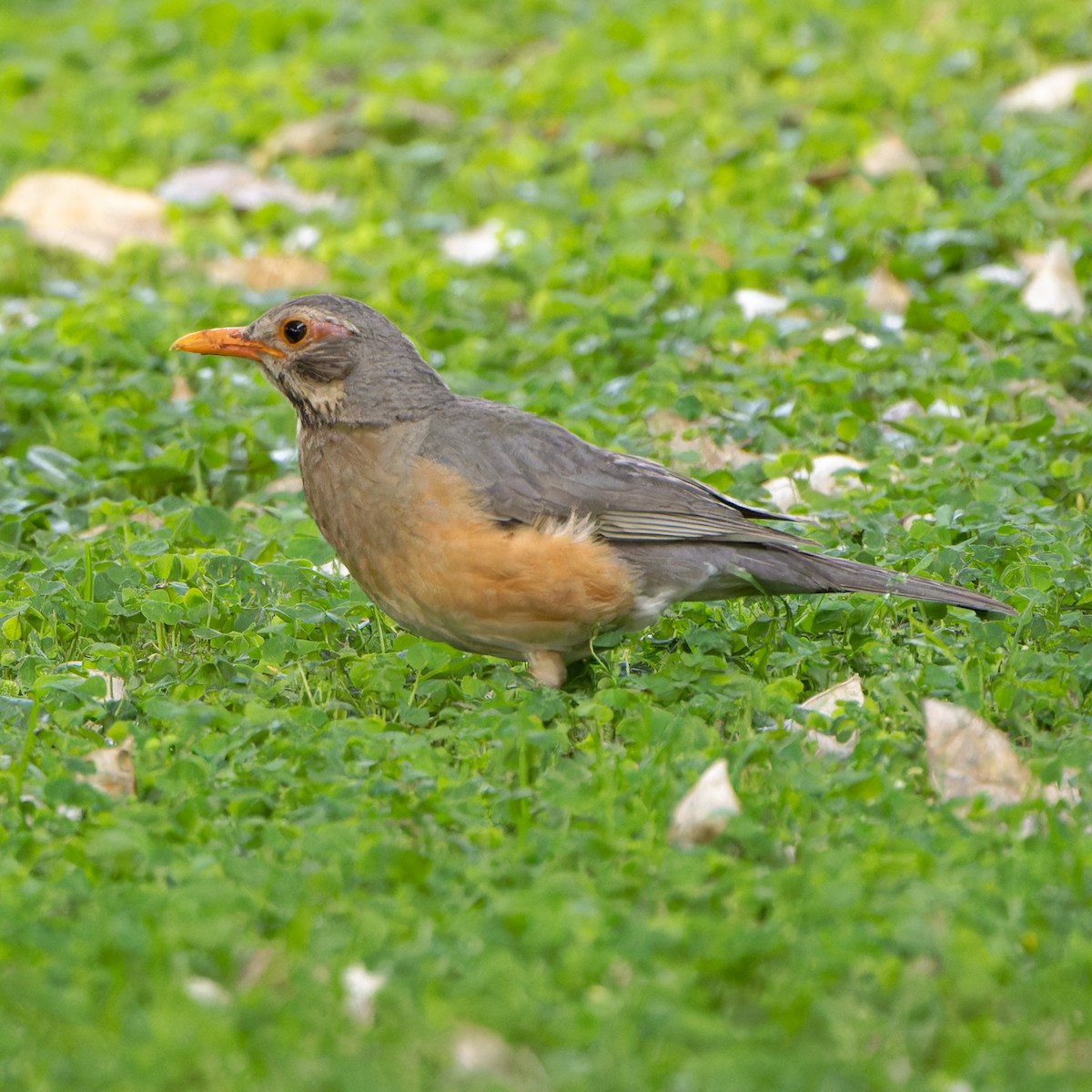 Kurrichane Thrush - ML646508048