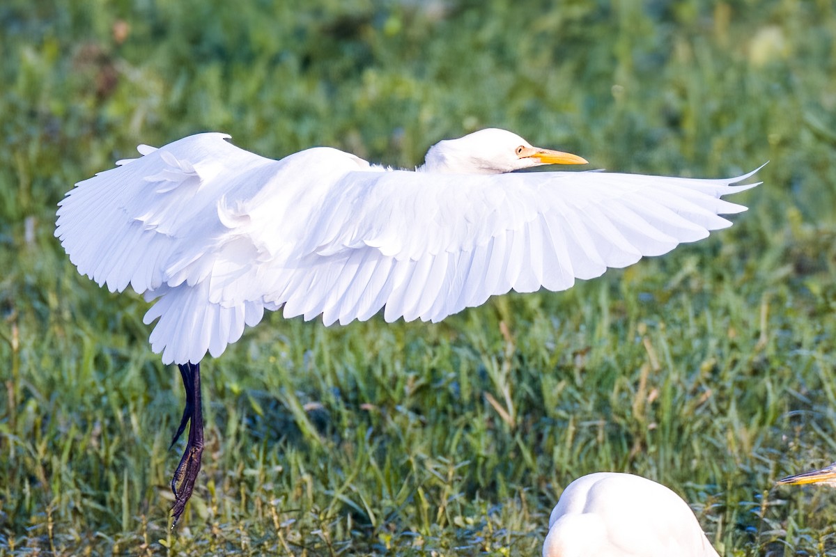 Medium Egret - ML646508050