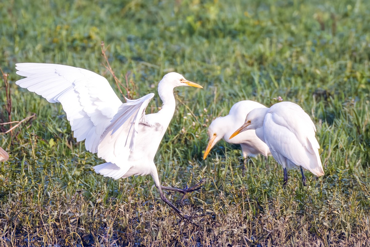 Medium Egret - ML646508051